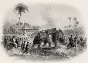 Combattimento di elefanti